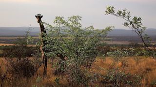 Shakati Private Game Reserve | South Africa Specials