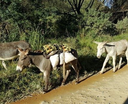 Sani Pass Tours