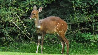 The Beautiful Sunbird | Selborne Park Golf Estate Accommodation