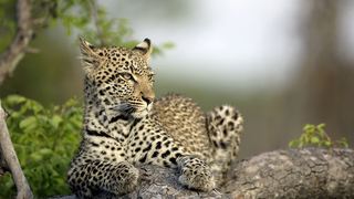 Ndabushi Safari Lodge | Hoedspruit Accommodation
