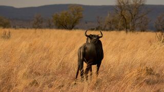 iKhaya LamaDube Game Lodge | Dinokeng Game Reserve Lodges