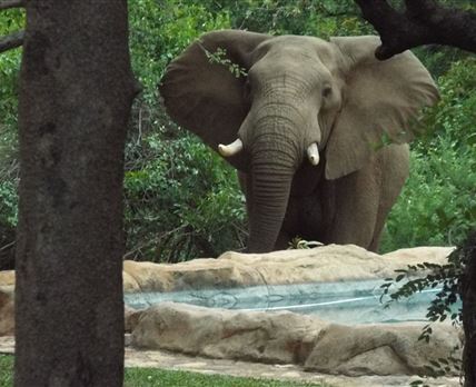 3 Nights 2pax Safari Package