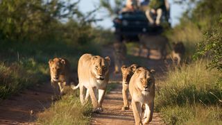 2 Night Classic Self-Drive Safari Package | Accommodation Kapama Reserve