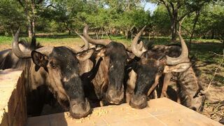 Berghaan Cottage | Accommodation Marloth Park