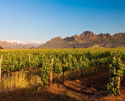 Full Day Winelands Tour