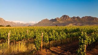 Full Day Winelands Tour | Cape Town City Centre Accommodation