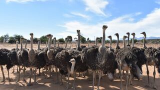 Karoo Living | Oudtshoorn Specials