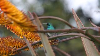 Dragon & Eagle | Lydenburg Accommodation