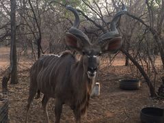 Warthog Corner | Leeupoort Vakansiedorp Accommodation