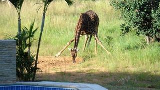 La Barune Game Lodge | Vaalwater Specials