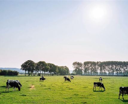 Beyond Urban Cottages