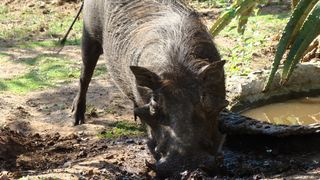 Marloth Kruger Lodges | Marloth Park Specials