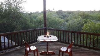Little Bush Baby | South Africa Specials