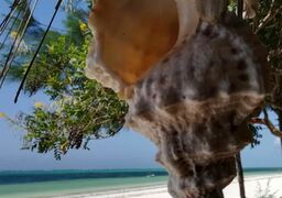 Mellow Moods Guesthouse | Bwejuu Accommodation
