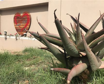 Elephant's Heart Self-Catering Apartments