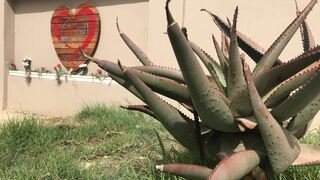 Elephant's Heart Self-Catering Apartments | Self-catering Morgenster