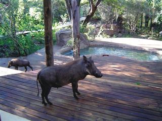 Marloth Park Reverie Safari Lodge | Marloth Park Accommodation