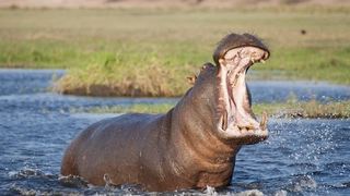 Kosi Bay Hippo Lodge | Kwangwanase Accommodation