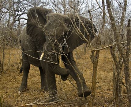 Camping Through Kruger Tour