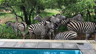 Kruger Willows | Mpumalanga Specials