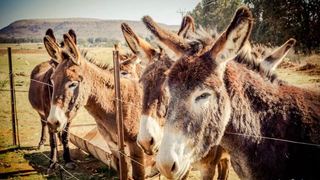 Donkey Inn | Ferreira Accommodation