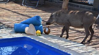 Bliss Wildlife Escape | Hoedspruit Accommodation