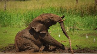 Shayamoya Tiger Fishing & Game Lodge | Lodges Pongola