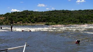Klipdas Boskamp | Parys Accommodation