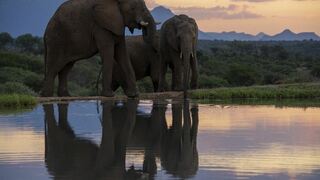 Jabulani Elephant Workshop - Hosted by Dr Johan Marais | Accommodation Kapama Reserve