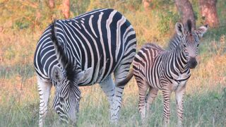 Dombeya Game Reserve, Mkhiweni Lodge | Accommodation Manzini
