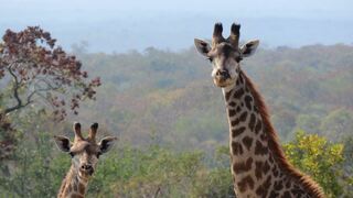 Dombeya Game Reserve, Shonalanga Lodge | Manzini Accommodation