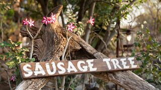 Sausage Tree Safari Camp | Hoedspruit Self-catering