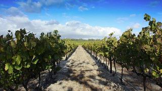 Klein Moerbei | Stellenbosch Self-catering
