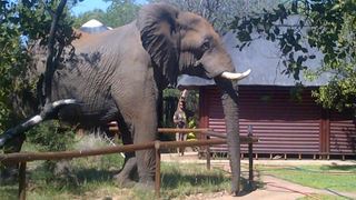 Tsakane Walking Safaris | Balule Nature Reserve Accommodation