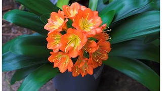 Clivia Gardens | Accommodation Heather Park