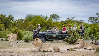 Shindzela Tented Safari Camp | Timbavati Reserve Accommodation