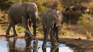 Umlani Bush Camp Timbavati Game Reserve | Timbavati Reserve Accommodation