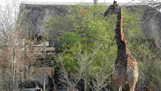 Ingwenya View | N4 Specials