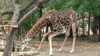 Doringbos | Marloth Park Accommodation