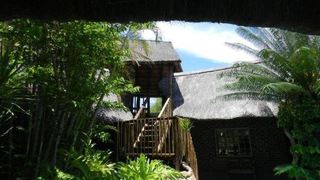 Kruger Bush Baby | Marloth Park Accommodation