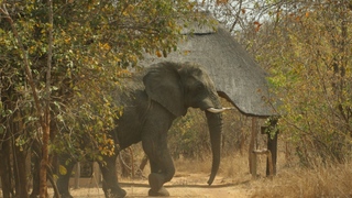 Leopard Lodge | Kafue National Park Accommodation