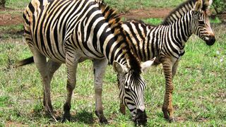 African Wild | Self-catering Marloth Park