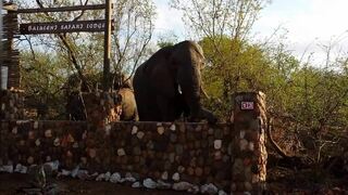 Baluleni Safari Lodge | Accommodation Balule Nature Reserve