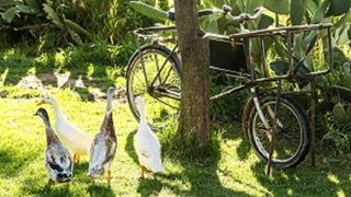 Granny Goose | Volksrust Accommodation