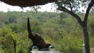 Muweti Bush Lodge | Phalaborwa Accommodation