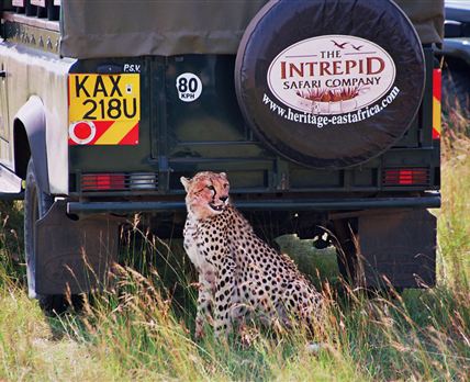 Mara Intrepids