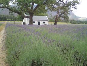 Franschhoek