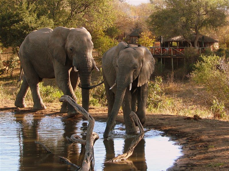 Things To Do In Timbavati Reserve