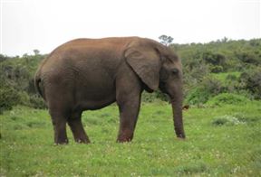 Addo Elephant National Park