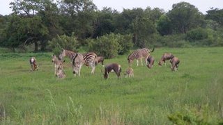 Magalies Wild Game Farm | Accommodation Magaliesburg